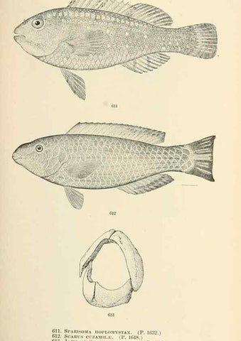 Reproducción/Reproduction 7983504984: The fishes of North and Middle America :. Washington :Smithsonian Institution, United States National Museum,1896-1900.