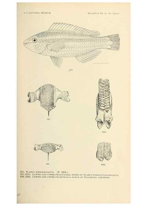 Reproducción/Reproduction 7983501133: The fishes of North and Middle America :. Washington :Smithsonian Institution, United States National Museum,1896-1900.
