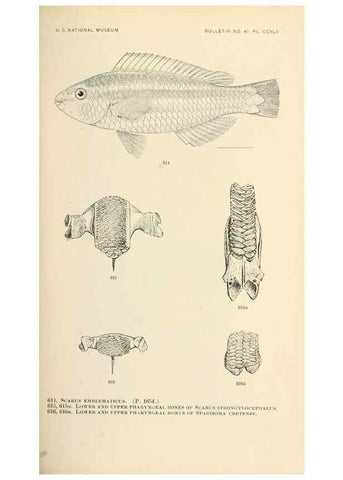 Reproducción/Reproduction 7983501133: The fishes of North and Middle America :. Washington :Smithsonian Institution, United States National Museum,1896-1900.