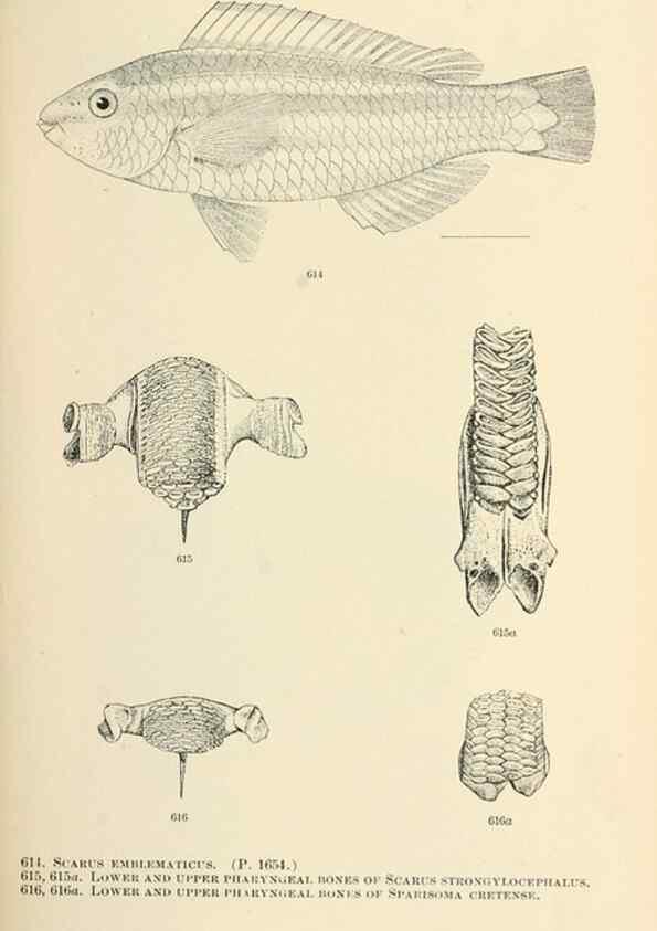 Reproducción/Reproduction 7983501133: The fishes of North and Middle America :. Washington :Smithsonian Institution, United States National Museum,1896-1900.