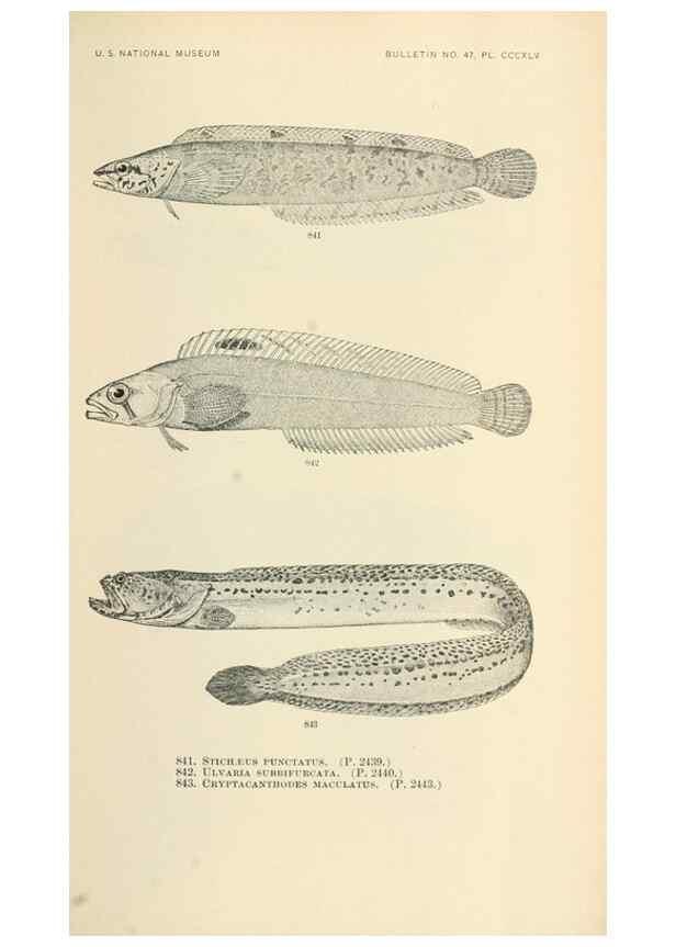 Reproducción/Reproduction 7983561382: The fishes of North and Middle America :. Washington :Smithsonian Institution, United States National Museum,1896-1900.