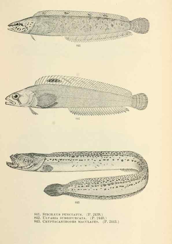 Reproducción/Reproduction 7983561382: The fishes of North and Middle America :. Washington :Smithsonian Institution, United States National Museum,1896-1900.