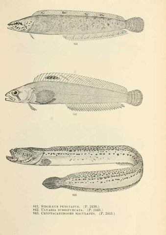 Reproducción/Reproduction 7983561382: The fishes of North and Middle America :. Washington :Smithsonian Institution, United States National Museum,1896-1900.