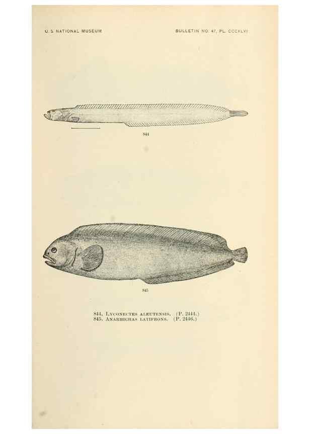 Reproducción/Reproduction 7983557249: The fishes of North and Middle America :. Washington :Smithsonian Institution, United States National Museum,1896-1900.