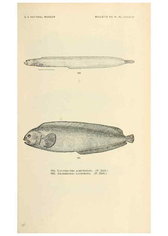 Reproducción/Reproduction 7983557249: The fishes of North and Middle America :. Washington :Smithsonian Institution, United States National Museum,1896-1900.