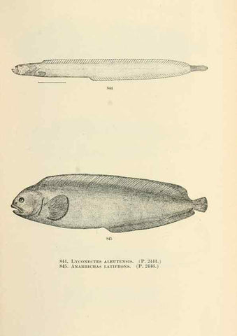 Reproducción/Reproduction 7983557249: The fishes of North and Middle America :. Washington :Smithsonian Institution, United States National Museum,1896-1900.