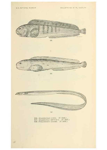 Reproducción/Reproduction 7983557755: The fishes of North and Middle America :. Washington :Smithsonian Institution, United States National Museum,1896-1900.