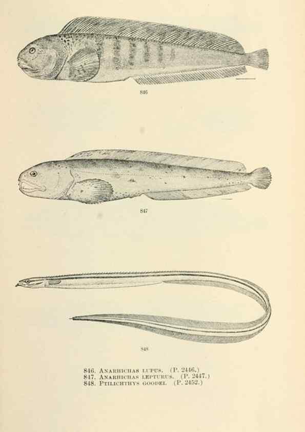 Reproducción/Reproduction 7983557755: The fishes of North and Middle America :. Washington :Smithsonian Institution, United States National Museum,1896-1900.