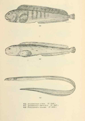 Reproducción/Reproduction 7983557755: The fishes of North and Middle America :. Washington :Smithsonian Institution, United States National Museum,1896-1900.