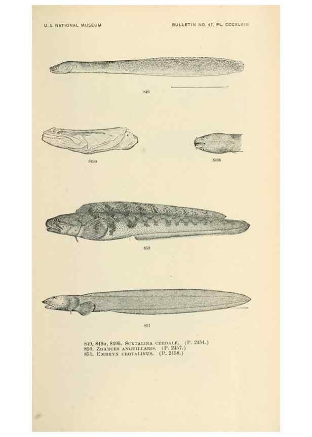 Reproducción/Reproduction 7983558201: The fishes of North and Middle America :. Washington :Smithsonian Institution, United States National Museum,1896-1900.