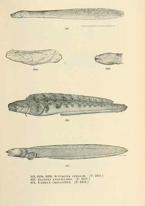 Reproducción/Reproduction 7983558201: The fishes of North and Middle America :. Washington :Smithsonian Institution, United States National Museum,1896-1900.