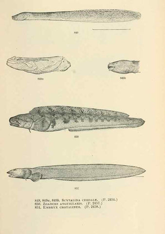 Reproducción/Reproduction 7983558201: The fishes of North and Middle America :. Washington :Smithsonian Institution, United States National Museum,1896-1900.