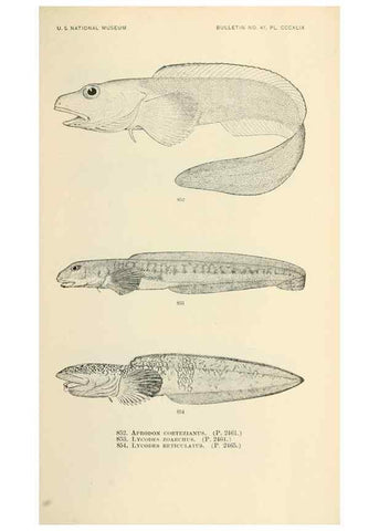 Reproducción/Reproduction 7983558849: The fishes of North and Middle America :. Washington :Smithsonian Institution, United States National Museum,1896-1900.