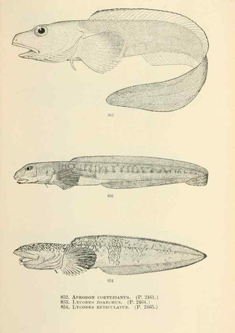 Reproducción/Reproduction 7983558849: The fishes of North and Middle America :. Washington :Smithsonian Institution, United States National Museum,1896-1900.