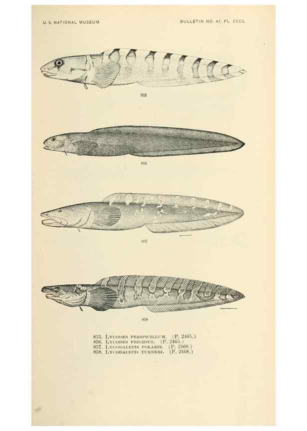 Reproducción/Reproduction 7983564084: The fishes of North and Middle America :. Washington :Smithsonian Institution, United States National Museum,1896-1900.