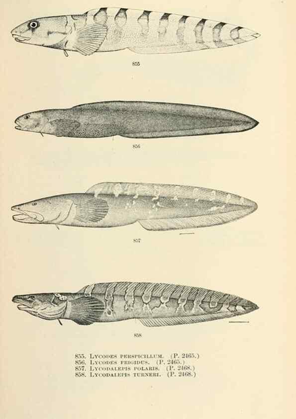 Reproducción/Reproduction 7983564084: The fishes of North and Middle America :. Washington :Smithsonian Institution, United States National Museum,1896-1900.