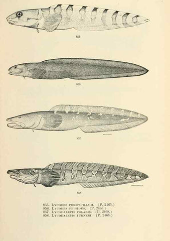Reproducción/Reproduction 7983564084: The fishes of North and Middle America :. Washington :Smithsonian Institution, United States National Museum,1896-1900.