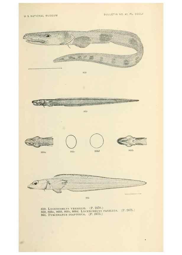 Reproducción/Reproduction 7983559915: The fishes of North and Middle America :. Washington :Smithsonian Institution, United States National Museum,1896-1900.