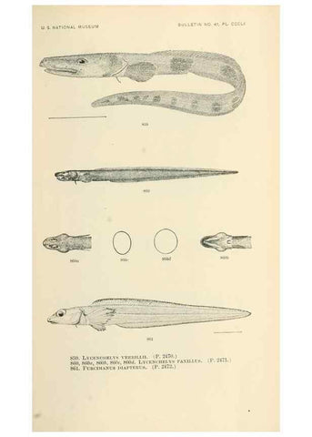 Reproducción/Reproduction 7983559915: The fishes of North and Middle America :. Washington :Smithsonian Institution, United States National Museum,1896-1900.