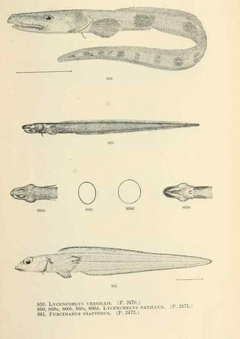 Reproducción/Reproduction 7983559915: The fishes of North and Middle America :. Washington :Smithsonian Institution, United States National Museum,1896-1900.