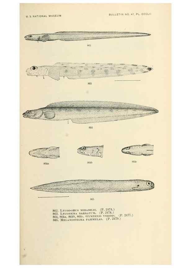 Reproducción/Reproduction 7983565142: The fishes of North and Middle America :. Washington :Smithsonian Institution, United States National Museum,1896-1900.