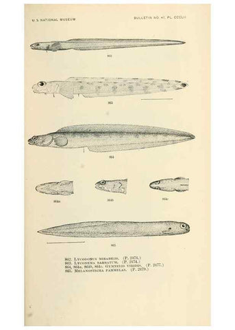 Reproducción/Reproduction 7983565142: The fishes of North and Middle America :. Washington :Smithsonian Institution, United States National Museum,1896-1900.