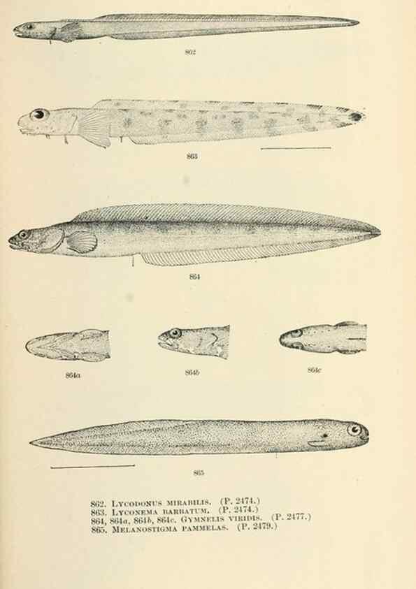 Reproducción/Reproduction 7983565142: The fishes of North and Middle America :. Washington :Smithsonian Institution, United States National Museum,1896-1900.