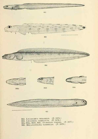 Reproducción/Reproduction 7983565142: The fishes of North and Middle America :. Washington :Smithsonian Institution, United States National Museum,1896-1900.