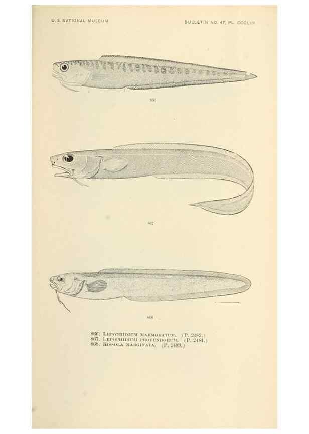 Reproducción/Reproduction 7983560979: The fishes of North and Middle America :. Washington :Smithsonian Institution, United States National Museum,1896-1900.