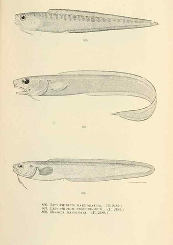 Reproducción/Reproduction 7983560979: The fishes of North and Middle America :. Washington :Smithsonian Institution, United States National Museum,1896-1900.