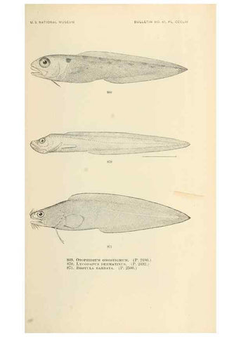 Reproducción/Reproduction 7983561475: The fishes of North and Middle America :. Washington :Smithsonian Institution, United States National Museum,1896-1900.