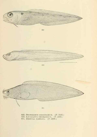 Reproducción/Reproduction 7983561475: The fishes of North and Middle America :. Washington :Smithsonian Institution, United States National Museum,1896-1900.