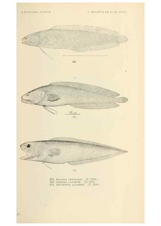 Reproducción/Reproduction 7983566696: The fishes of North and Middle America :. Washington :Smithsonian Institution, United States National Museum,1896-1900.