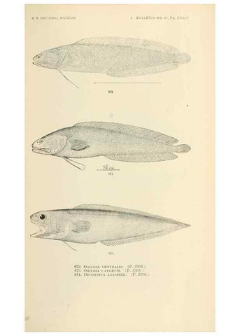 Reproducción/Reproduction 7983566696: The fishes of North and Middle America :. Washington :Smithsonian Institution, United States National Museum,1896-1900.