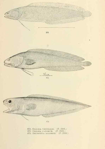 Reproducción/Reproduction 7983566696: The fishes of North and Middle America :. Washington :Smithsonian Institution, United States National Museum,1896-1900.