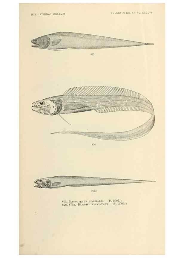Reproducción/Reproduction 7983562509: The fishes of North and Middle America :. Washington :Smithsonian Institution, United States National Museum,1896-1900.