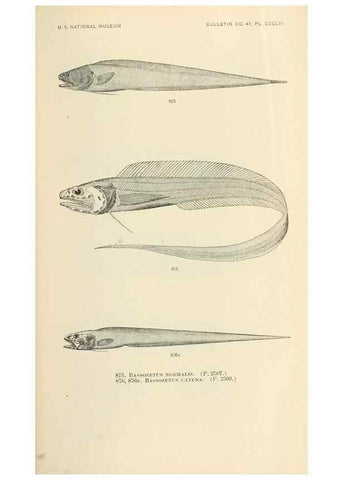 Reproducción/Reproduction 7983562509: The fishes of North and Middle America :. Washington :Smithsonian Institution, United States National Museum,1896-1900.