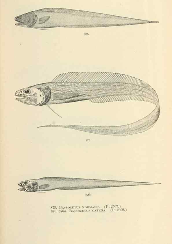 Reproducción/Reproduction 7983562509: The fishes of North and Middle America :. Washington :Smithsonian Institution, United States National Museum,1896-1900.