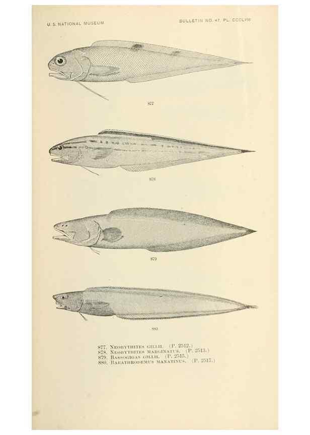 Reproducción/Reproduction 7983567780: The fishes of North and Middle America :. Washington :Smithsonian Institution, United States National Museum,1896-1900.