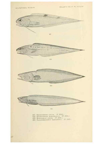 Reproducción/Reproduction 7983567780: The fishes of North and Middle America :. Washington :Smithsonian Institution, United States National Museum,1896-1900.
