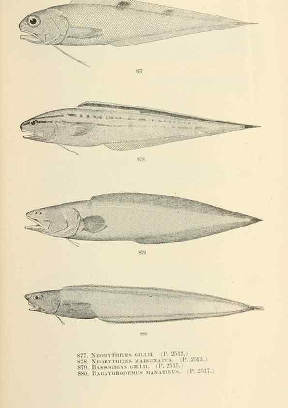 Reproducción/Reproduction 7983567780: The fishes of North and Middle America :. Washington :Smithsonian Institution, United States National Museum,1896-1900.