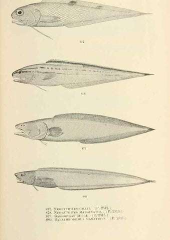 Reproducción/Reproduction 7983567780: The fishes of North and Middle America :. Washington :Smithsonian Institution, United States National Museum,1896-1900.