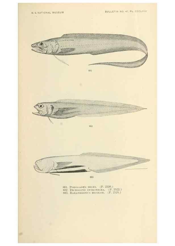Reproducción/Reproduction 7983563647: The fishes of North and Middle America :. Washington :Smithsonian Institution, United States National Museum,1896-1900.