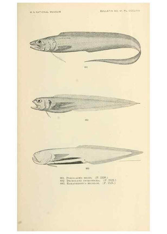 Reproducción/Reproduction 7983563647: The fishes of North and Middle America :. Washington :Smithsonian Institution, United States National Museum,1896-1900.