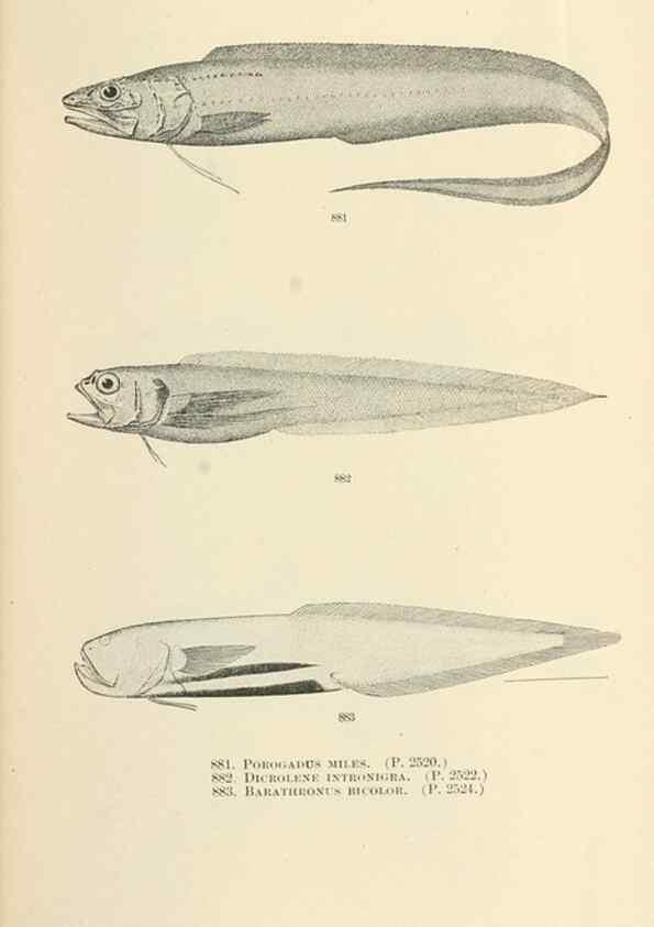 Reproducción/Reproduction 7983563647: The fishes of North and Middle America :. Washington :Smithsonian Institution, United States National Museum,1896-1900.