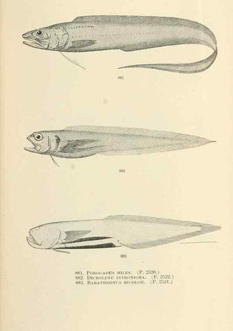 Reproducción/Reproduction 7983563647: The fishes of North and Middle America :. Washington :Smithsonian Institution, United States National Museum,1896-1900.