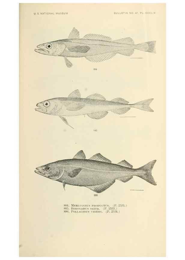 Reproducción/Reproduction 7983568910: The fishes of North and Middle America :. Washington :Smithsonian Institution, United States National Museum,1896-1900.