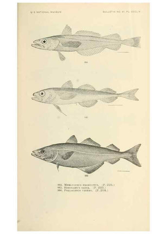 Reproducción/Reproduction 7983568910: The fishes of North and Middle America :. Washington :Smithsonian Institution, United States National Museum,1896-1900.