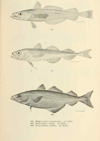 Reproducción/Reproduction 7983568910: The fishes of North and Middle America :. Washington :Smithsonian Institution, United States National Museum,1896-1900.