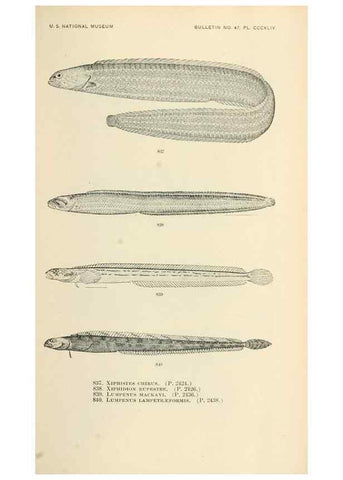 Reproducción/Reproduction 7983560920: The fishes of North and Middle America :. Washington :Smithsonian Institution, United States National Museum,1896-1900.